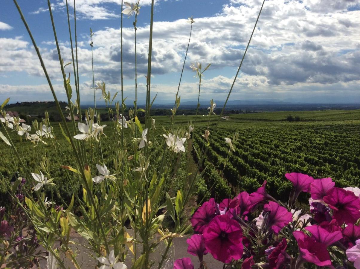 Gite Riquewihr "C'Est Beau La Vie Alsace" Zewnętrze zdjęcie