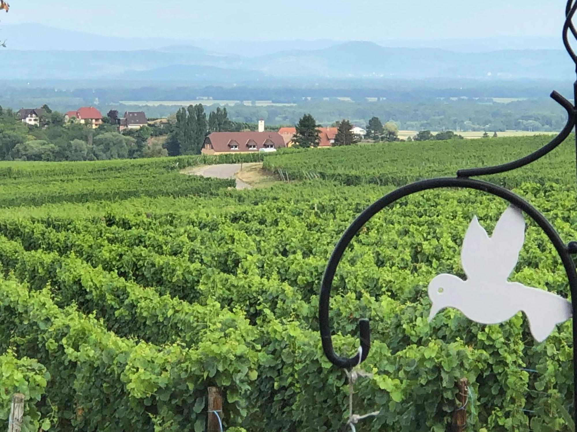 Gite Riquewihr "C'Est Beau La Vie Alsace" Zewnętrze zdjęcie